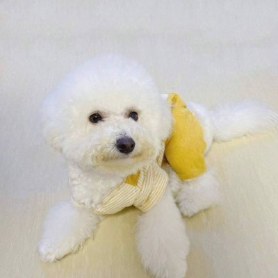 LeslieSoph's profile picture. Crypto storyteller founding DAOs