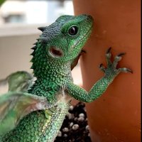 じぇんこ (@djenko0000) 's Twitter Profile