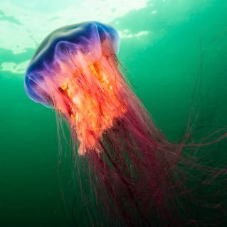 The tide is rolling in soon 🌊 Visual Kei Jellyfish getting ready to rock your world! 🤘
IRIAM Early Access Streamer
Debut Date: TBA
they//them