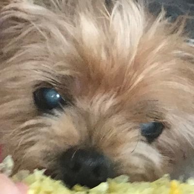 ruliko216's profile picture. 日本が好き。ご挨拶なしのフォローお許しくださいな。