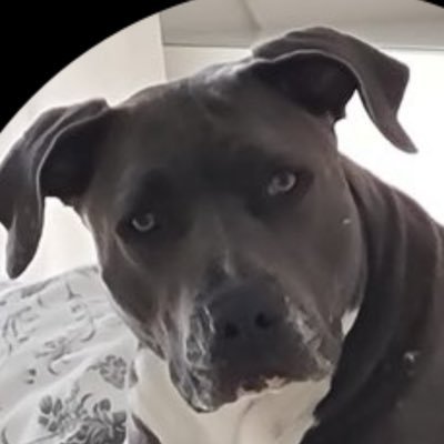 Annabelle173453's profile picture. 