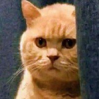 fr0otl0opx's profile picture. ∞