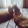 rhacophodisty's profile picture. Mother of 4 furbabies. 
Simba Sri Suhendy 
Genki Ihsan Suhendy 
Nala Lianty Suhendy😇🧚‍♀️🌈
Serafina Siti Suhendy 😇🧚‍♀️🌈