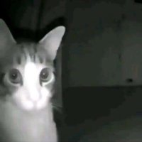 مشتقة الساين (@feetonicx) Twitter profile photo