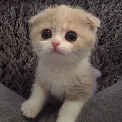 Kedileri seviyorsanız buraya gelin, komik kedi videoları paylaşıyoruz😂😂