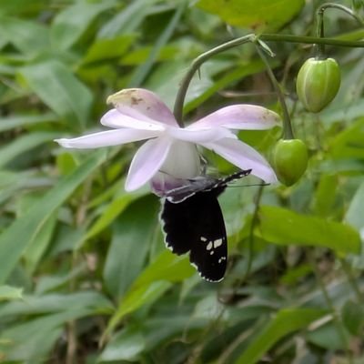 AmeroKusui's profile picture. 令和元年になりTZEENTCHの魅力に取り憑かれました。たまにピンクホラーになります。体調が良いと、ドーナツの香りがするそうです。固定のところには、基本1番新しいのが来ます。  ティーンチナイトの一員です！#warhammerphotoclub #ティーンチナイト