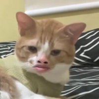 DOLLATEO (@timpa_teks) 's Twitter Profile