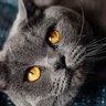 Vendel63's profile picture. That cat in that box with that poison, still here........