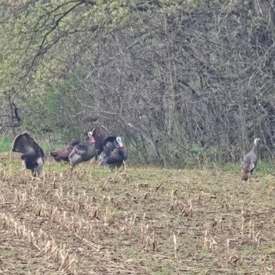 Turkeyhunter29's profile picture. 