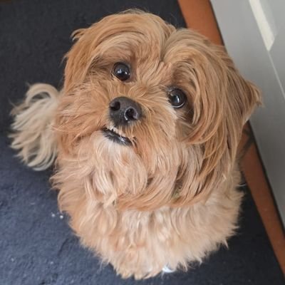 GengarClover's profile picture. 