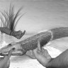 gentsemane's profile picture. I was only a fish, I was only a fish