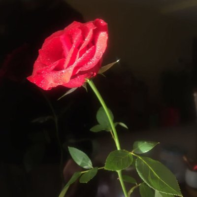 MalaTinni88146's profile picture. 