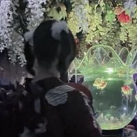 くざ (@gimugimu_928) 's Twitter Profile