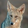X14com's profile picture. Random Triangle Dog, Professional Yapper, Red Pilled and Contents MAY NOT BE Appropriate