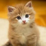 rosy73086's profile picture. 