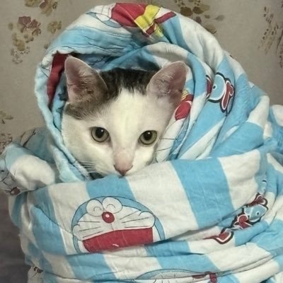 SLuuugCat's profile picture. 🇨🇳 I like seikret. I like seikret. I like seikret.