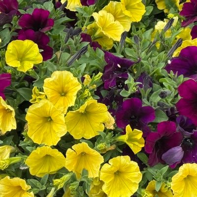 VictoriaBrownMD's profile picture. 