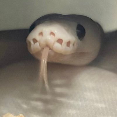 bead_misa's profile picture. 