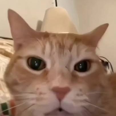gatopdf's profile picture. Te voy a encontrar Lady Campos para poder meter mi pene en tu ano