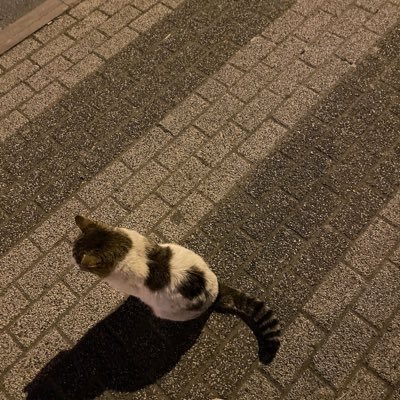 Kadir16448292's profile picture. 