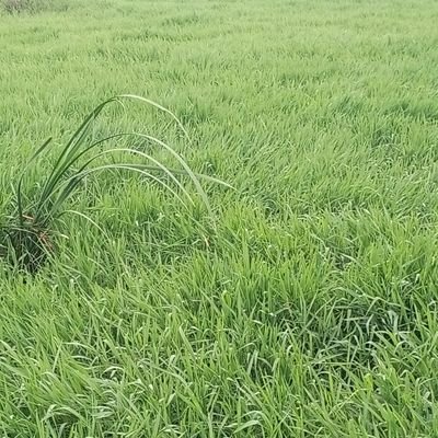 EchodaJame7170's profile picture. 