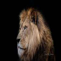 alastairtk's profile picture. NPO法人を運営中です。好奇心旺盛、共感力が高い、イノベーティブな私はデザイン、水族館、ゲームに情熱を注いでいます。