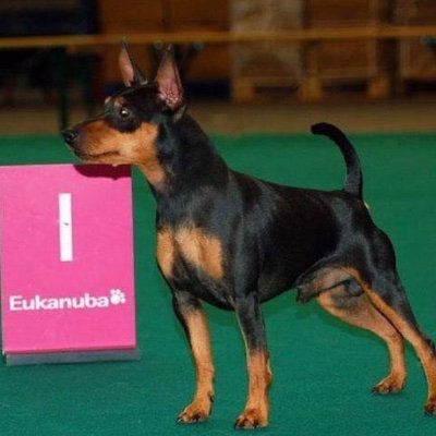 Mother of Dobermann's, Mum to lots of hairy 4 legged kids, 3 human ones, 8 grandchildren, 5 G-Grandchildren, a Boomer a TERF and far right apparently 😊