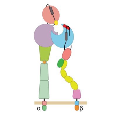 Structural Biology. Immunology. Integrins. TGF-beta/BMP. von Willebrand Factor. Malaria. Lab account for PI: @timothyspringer.