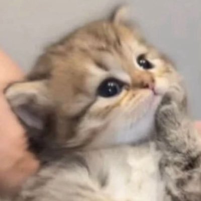 lexiibestyy's profile picture. 🌸Lvl. 23 🐱I love cats and cute animals and funny shit.