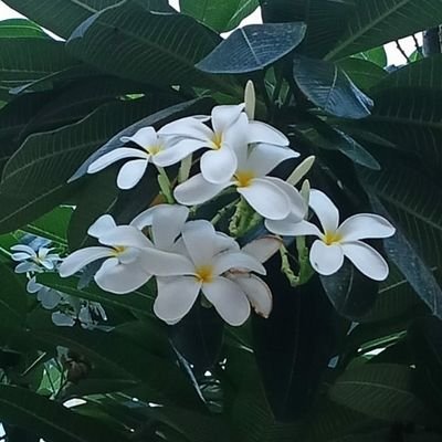 kshitishmorris's profile picture. Executive Professional....