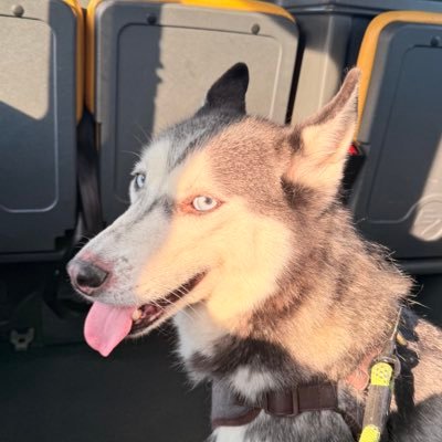 sineaddd_xox's profile picture. 31. Irish~English. Mother💜Crazy cat lady!🐱🐾A Siberian Husky mamma to Saffire🐺❤️