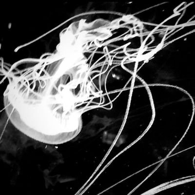 miku02205614079's profile picture. 黒髪すき