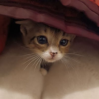 amorasofia_09's profile picture. Decentralization is the future