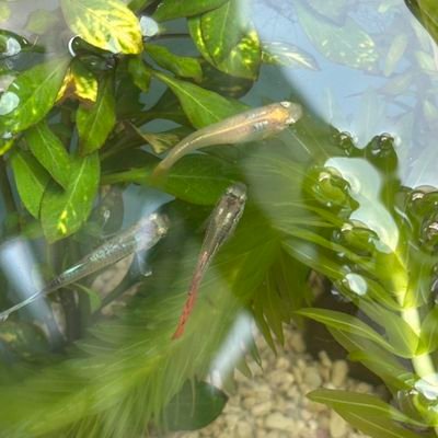 koikenomedaka's profile picture. メダカ𓆟ビオトープ初心者🔰
水草の栽培とか勉強してます🌿
生息地は熊本たい🐻
ちなみに40過ぎのおっさんバイ😎