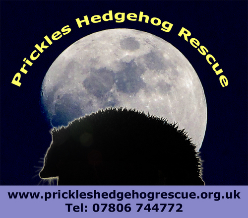 Prickles Hedgehog Rescue cares for and releases hedgehogs back to the wild. We are one of the largest hedgehog rescue centres in the UK.