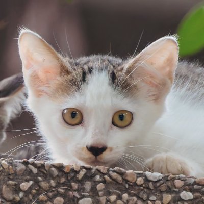 jinlovesphoto's profile picture. 生存確認用/情報収集