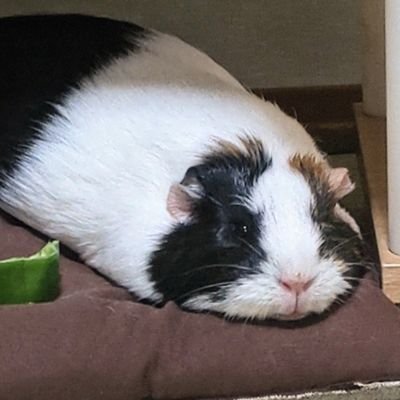 tamu285's profile picture. 太古含め世界中の生き物大好き❣️  生物文字・言葉に埋もれながら生きてます

基本環境は地球が治せる力持っている🌍それ理解した上での感謝と謙虚さ脇前・礼儀が人には必要❗歴代幸せくれた沢山の子達 看取った子皆大切🩷

モルちゃんの飼い主になりました💕💕
名前は「小梅」女の子です💕💕

イイねフォロー感謝🤗