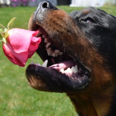 ajlucius's profile picture. 