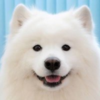 犬たろー🐕‍🦺🐾 (@mei_to_dog) 's Twitter Profile