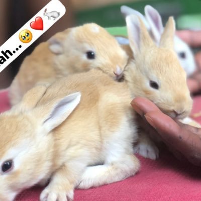 Your_Oukhty_Lapin_🐇❤️ Fatyma_Bint_Muhammad_ Maryam🥰 I_am_Sunnite🥰_Life❤️