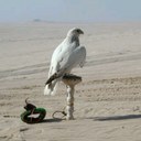 ali almazrouei - @andawee - Twitter