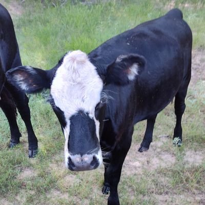kgadigital's profile picture. I work a small farm in S. OK. My interests include: science and technology. Ancient civilizations, and crypto.