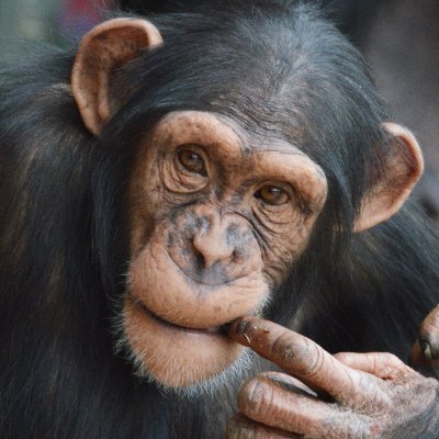 i take pictures. also at @habdreyko
i love chimps