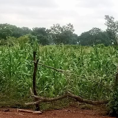 karim_pera's profile picture. Crypto