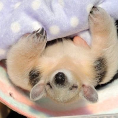 ladymonoploy's profile picture. desktop user of the internet •x*X lmeow xD X*x•