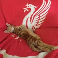 WAGE PEACE.
LFC , Geelong Cats and Darts. Miss home coz of the people and the match but got where I'm at through hard work and sacrifice. UTFR! CAMPIONES!!!