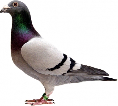 KevinThePegion1's profile picture. 