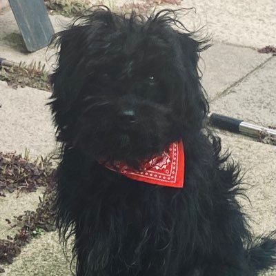 My name is Rupert (Rupert Bear) if I been a baddie. I’m a toy schnoodle starting my adventures in the big world