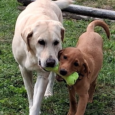 Hi I'm Crystal💚 I'm 12.5
My 2 big sisters Lolita & Delores live in Heaven🩷
I've got a new Kid Sister Vicki. She's kinda fun 🐾