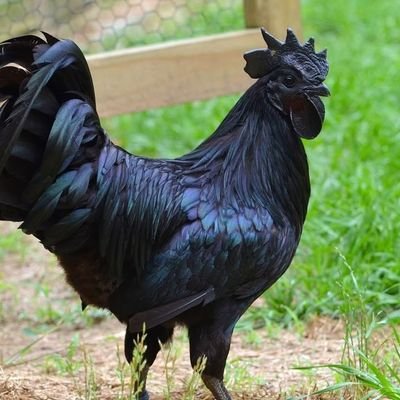 idrgafa's profile picture. 